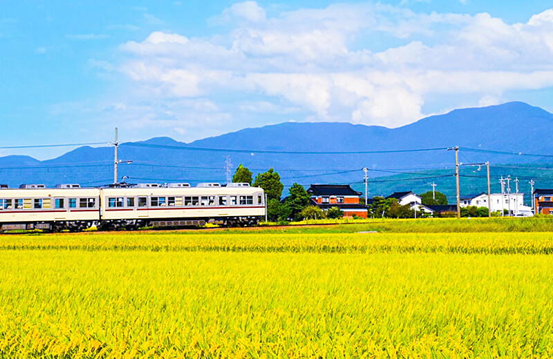 稲穂と地鉄電車