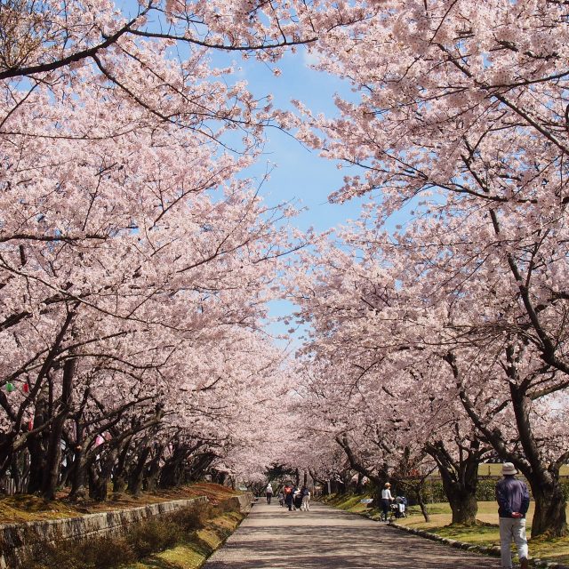 宮野山　桜