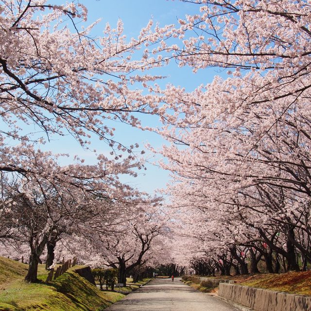 宮野山の桜並木01