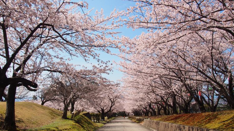 宮野山の桜並木01