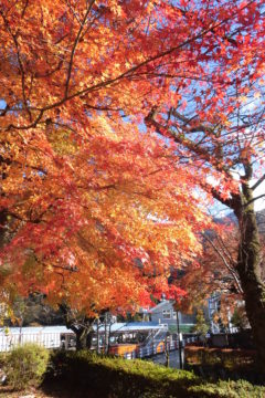 宇奈月紅葉