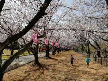 宮野山桜開花状況3