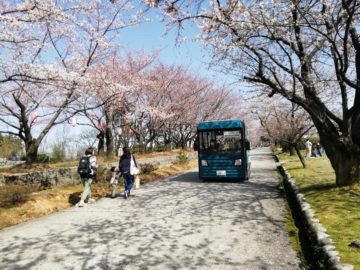 宮野山桜開花状況2