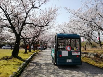 宮野山桜開花状況