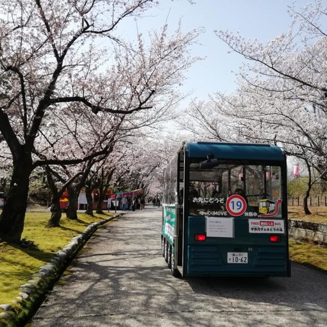 宮野山桜開花状況