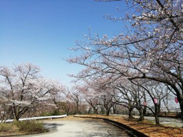 宮野山桜