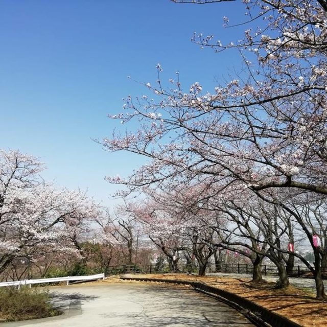 宮野山桜