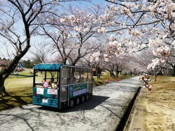 宮野山桜開花状況4