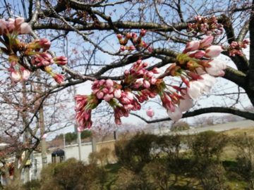 宮野山桜まつりライトアップ