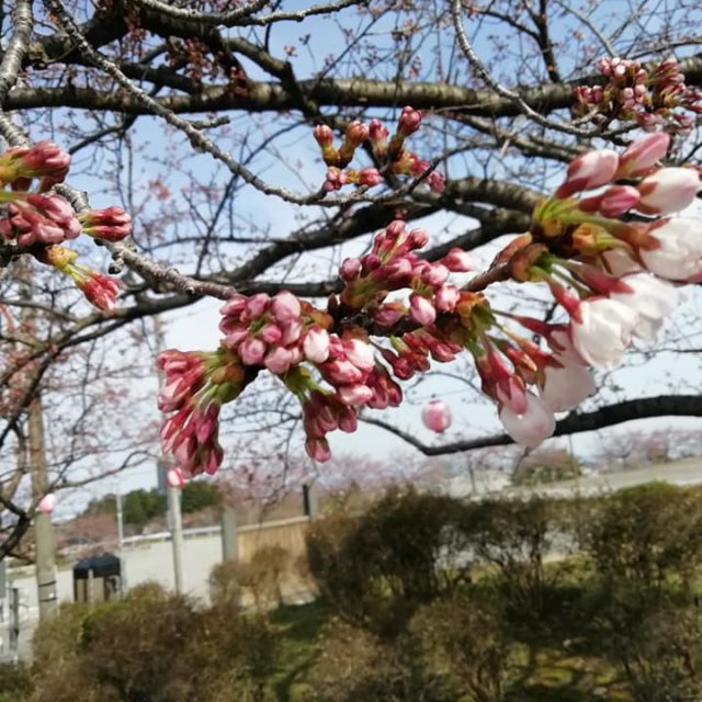 宮野山桜まつりライトアップ