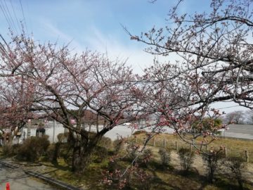 宮野山桜まつりライトアップ2