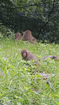 野生のサル