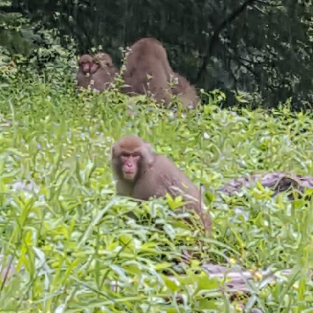 野生のサル