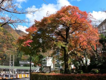 紅葉の黒部峡谷宇奈月駅2