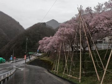 宇奈月温泉街4月桜