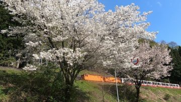 トロッコ電車と桜