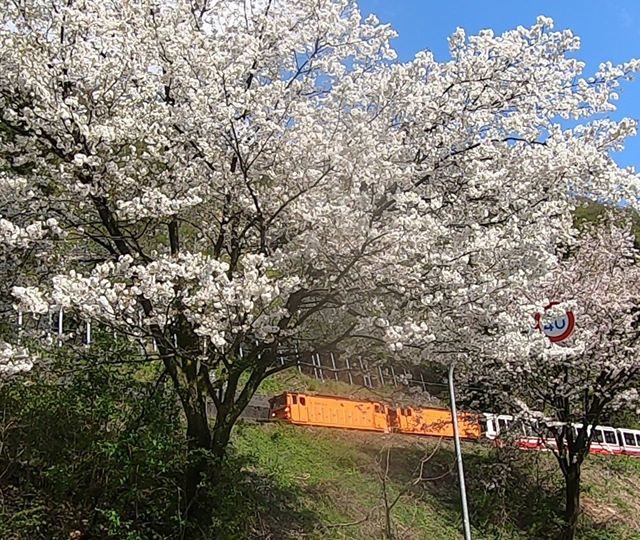 トロッコ電車と桜